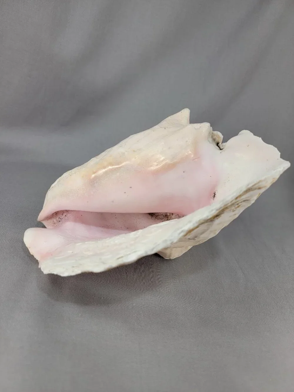 Vtg Natural Conch Seashell Shell Beach Nautical Home Decor Weathered Etched